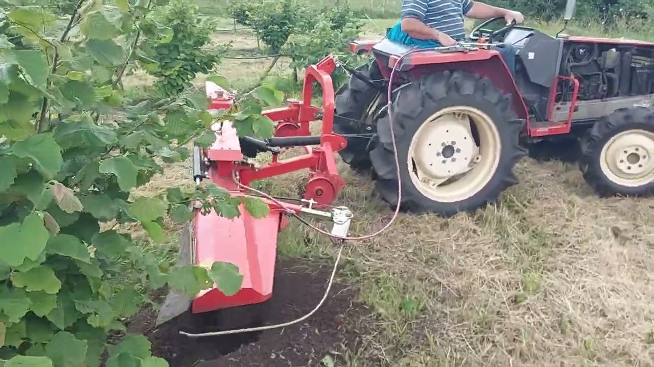 Фрезеруем приствольную полосу фундука.