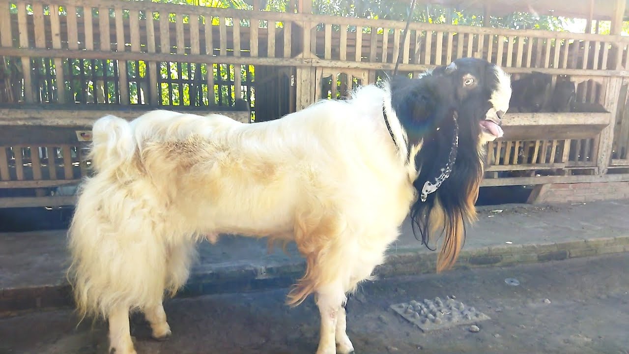 Grebek kandang kambing etawa Barongan | Sahabat Sapi dolan kandang Jack cmf