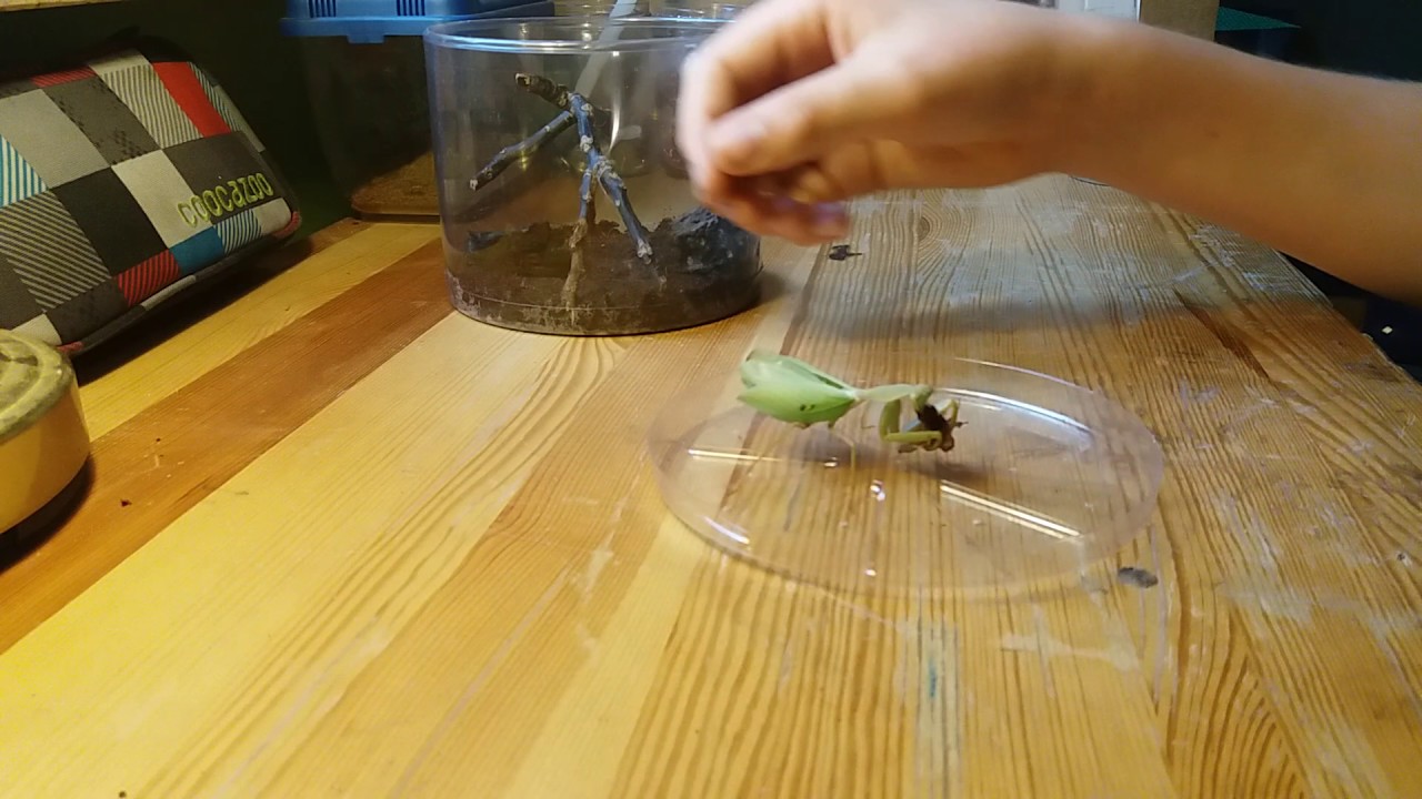 Przekładanie oraz aranżacja terrarium dla modliszki gwinejskiej Sphodromantis Gastrica