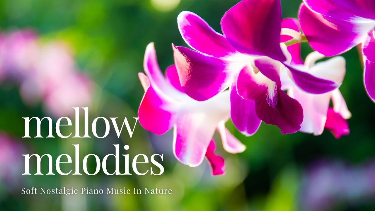 Mellow Melodies | Soft Nostalgic Piano Music In Nature | 4K