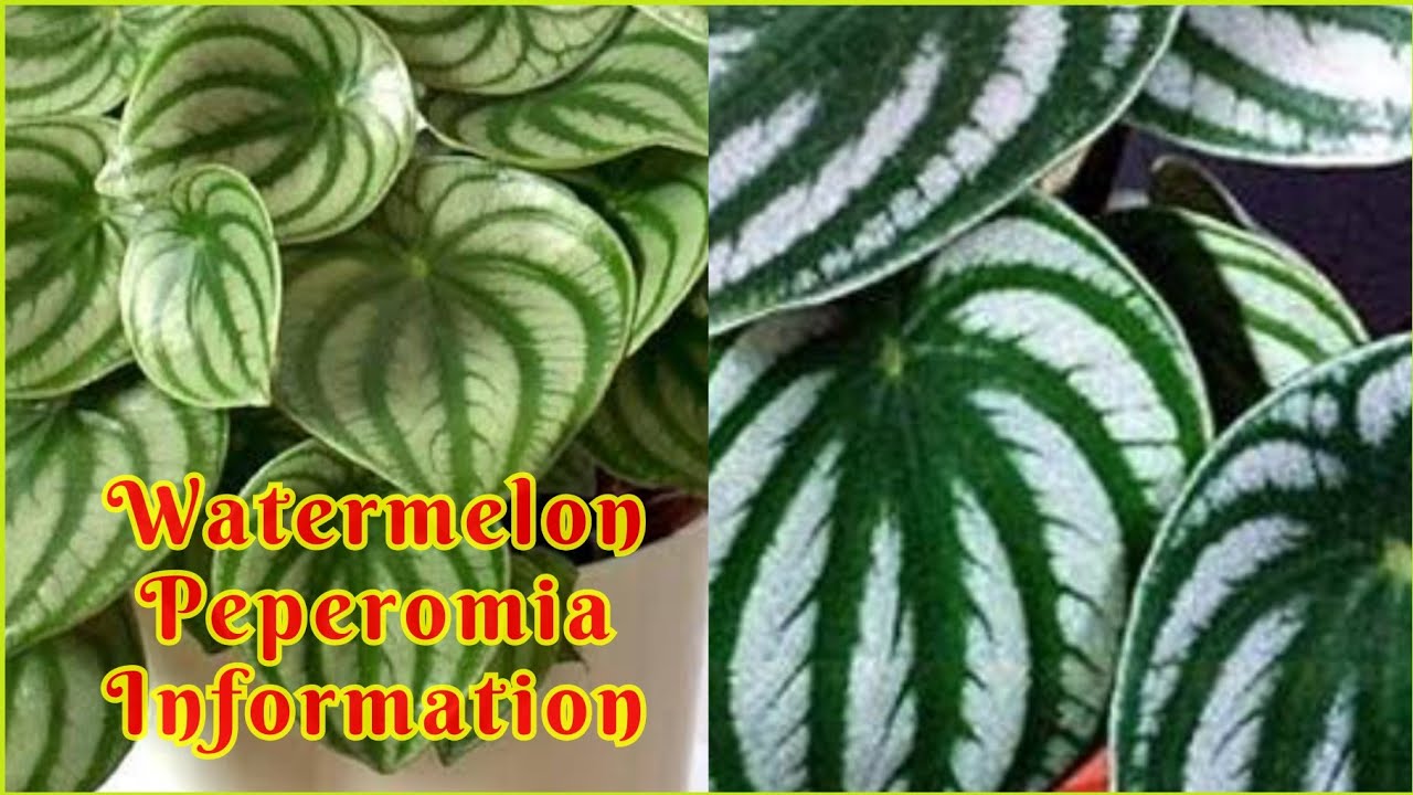 Watermelon Plant - Peperomia-  Watermelon Info, Propagation, Care and Toxicity