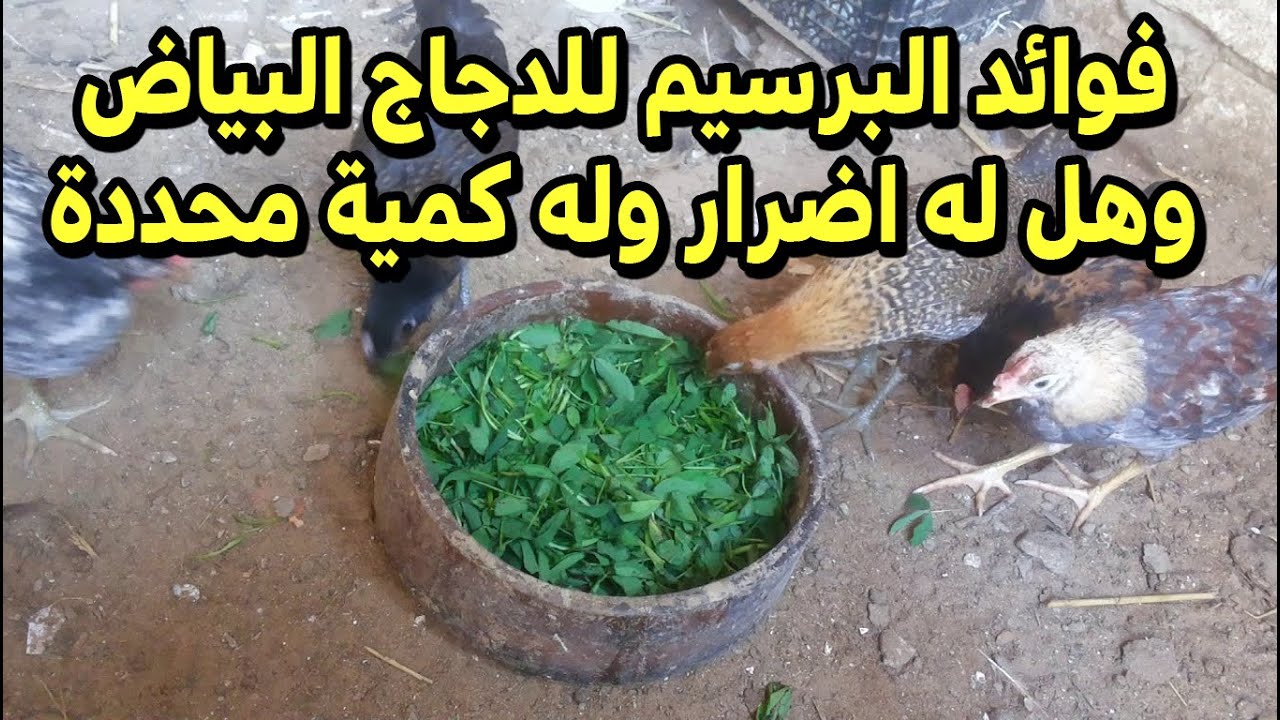فوائد البرسيم للدجاج البياض وهل له اضرار و ما هي الكمية المناسبةوما هو اسمه في بعض الدول العربية  🐓🐓