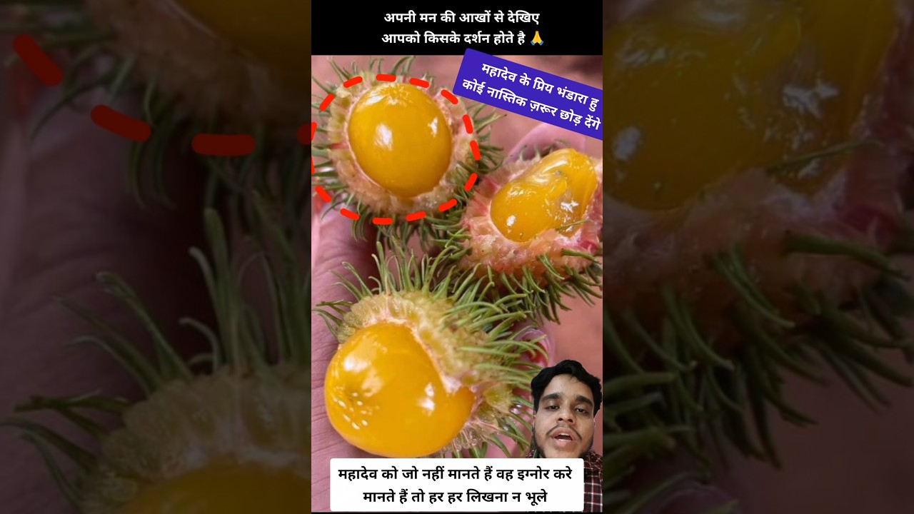 Don't ignore Shiv Shambhu's favorite Kashiphal 🙏#shivshankar #shiv #shiva #shivshakti #mahadev #mahakal