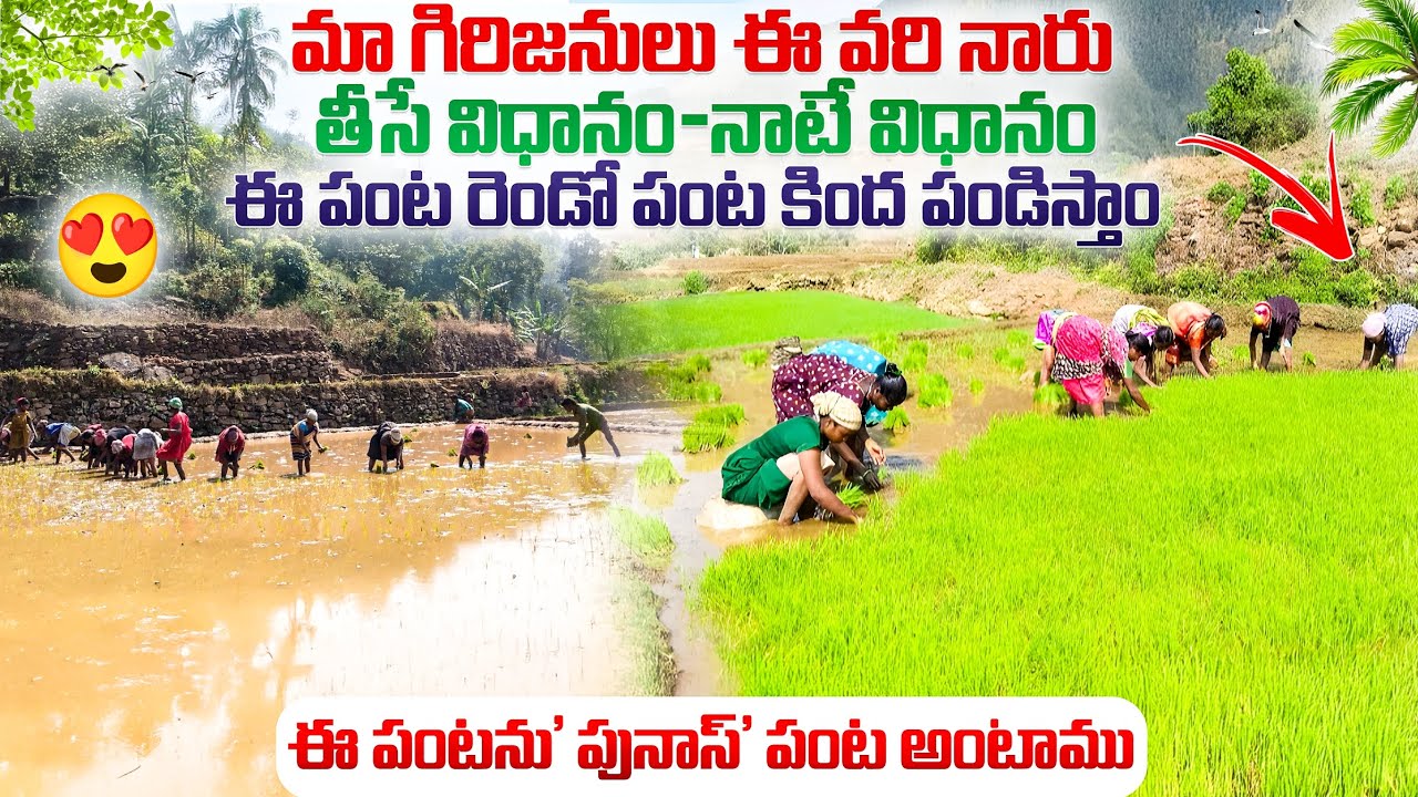 మా గిరిజనులు ఈ పంట రెండో పంట కింద పండిస్తాం. పునాస్ పంట అంటాము.  #subscribe#villagevlog#farming#vlog