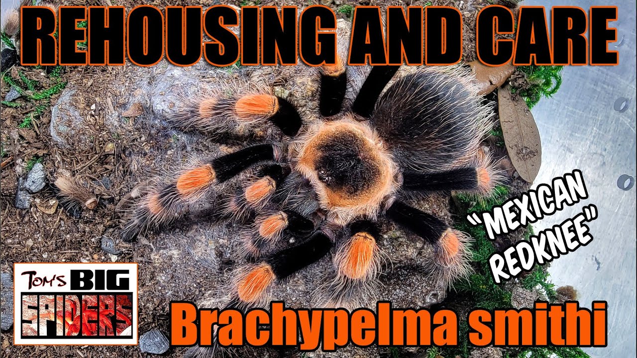 Brachypelma smithi 