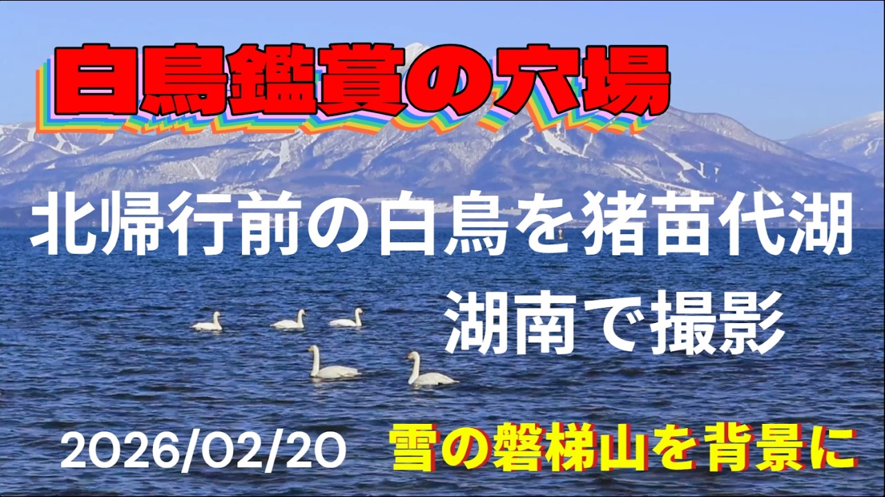 白鳥鑑賞の穴場　北帰行前の白鳥を猪苗代湖湖南で撮影　雪の磐梯山を背景に　きせの風　2026/02/20