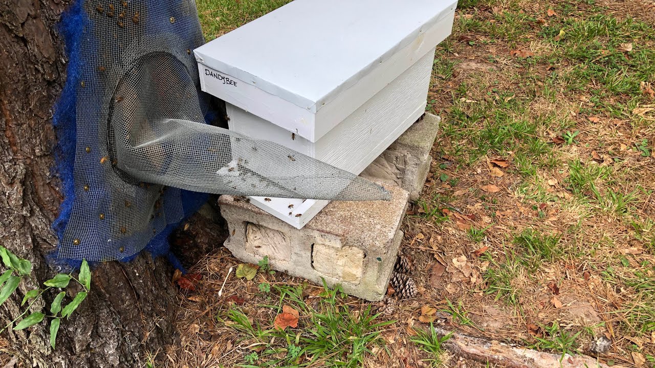 Bee Tree Trap Out Progressing