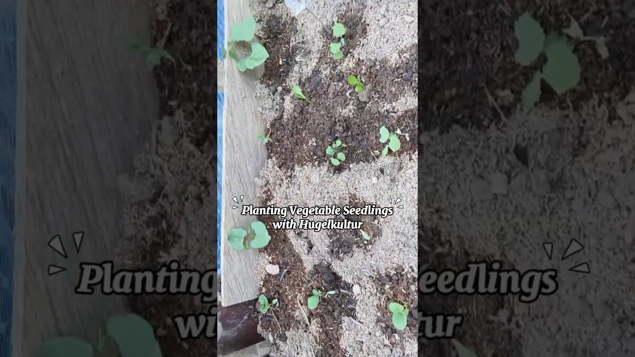 Planting Veggie Seedlings in a Hugelkultur Bed | ハーゲルクルターベッドに植え付け 🌱