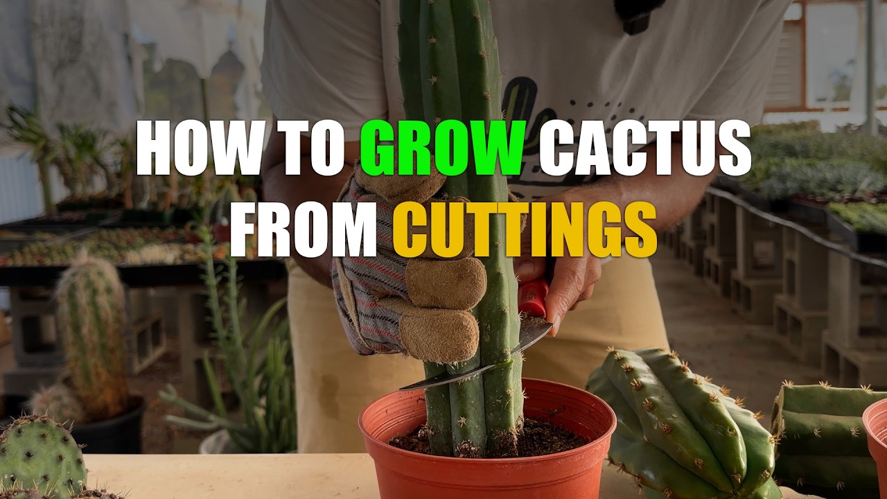 How to Propagate Cactus From Cuttings (Step by Step)