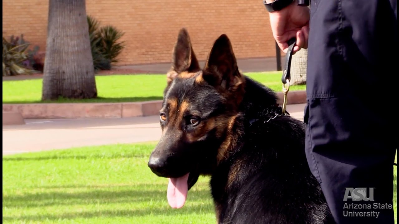 Meet Tillman, the new ASU Police dog