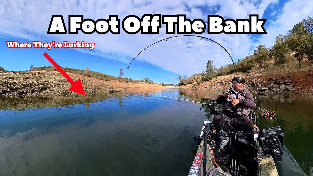 They're Right Off the Shore Line ( New Hogan Lake, Valley Springs CA )