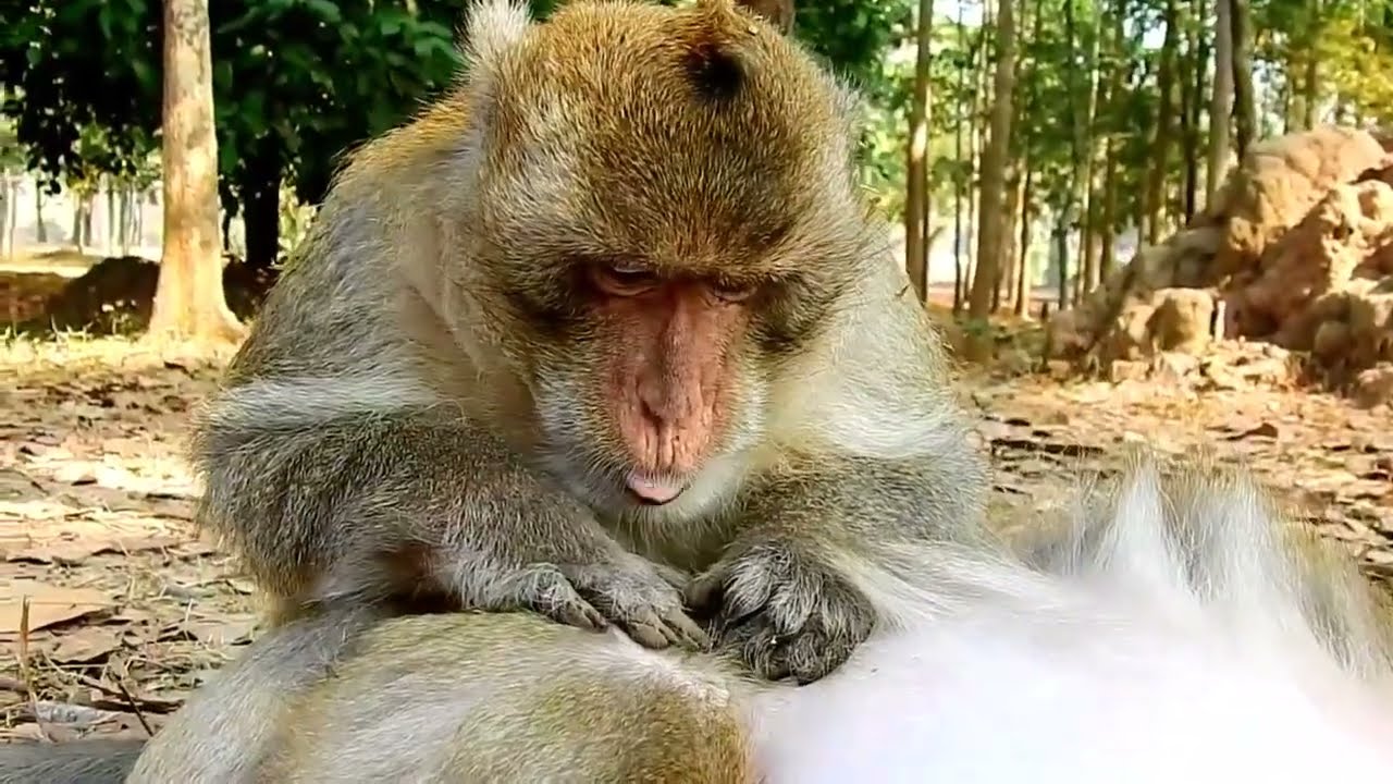 Monkeys Grooming ASMR Video to help you relax and sleep with nature sounds