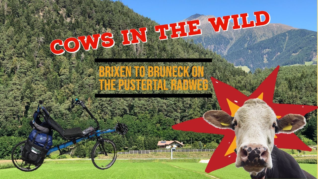 Cows in the wild - Brixen to Bruneck on the Pustertal Radweg
