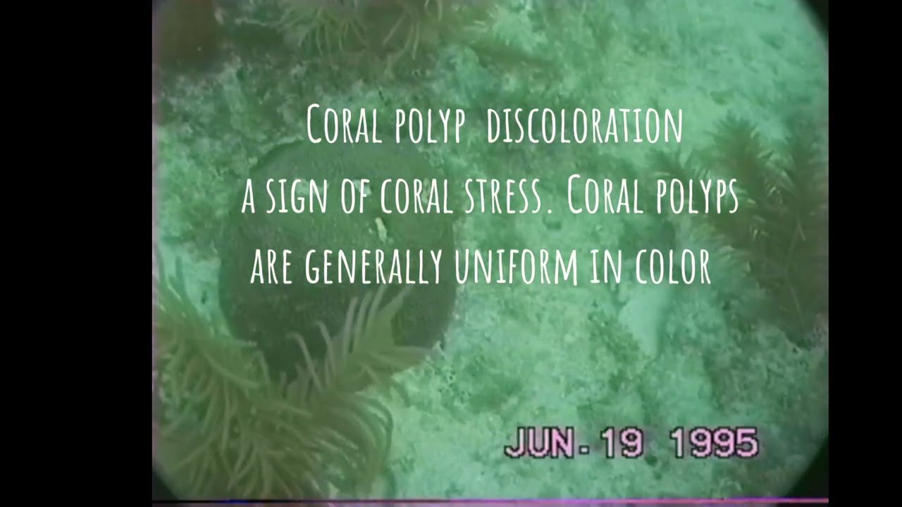 Sand Key buoy 10 June 19,1995