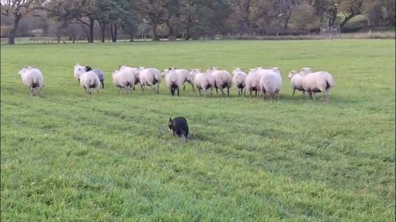 Lot 50 Meg 12.11.25 Farmers Marts Dolgellau Online Sheepdog Auction 