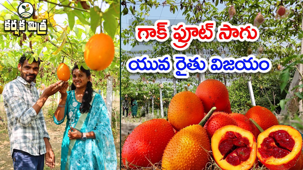 గాక్ ఫ్రూట్‌ సాగుతో యువరైతు విజయభేరి || Gac Fruit Farming Success Story || Karshaka Mitra #fruit