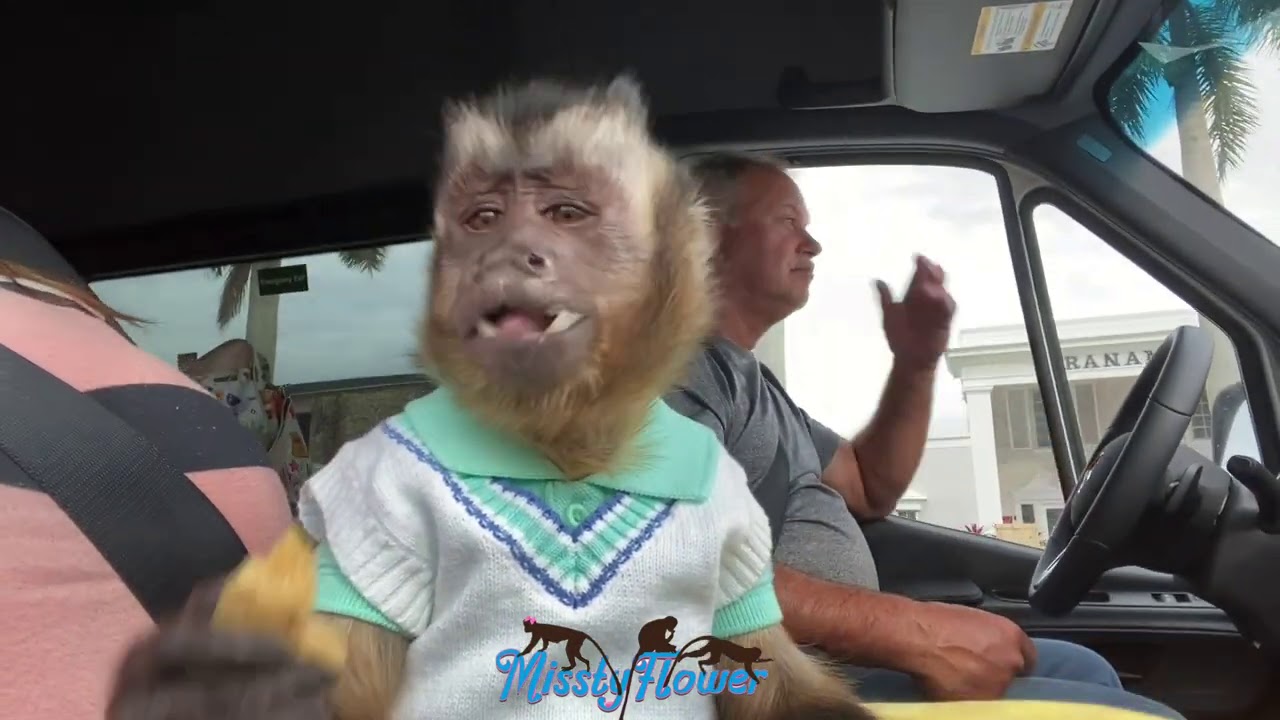 FUNNIEST MONKEY ROLLING WINDOW DOWN TO FLIRT WITH LADY!
