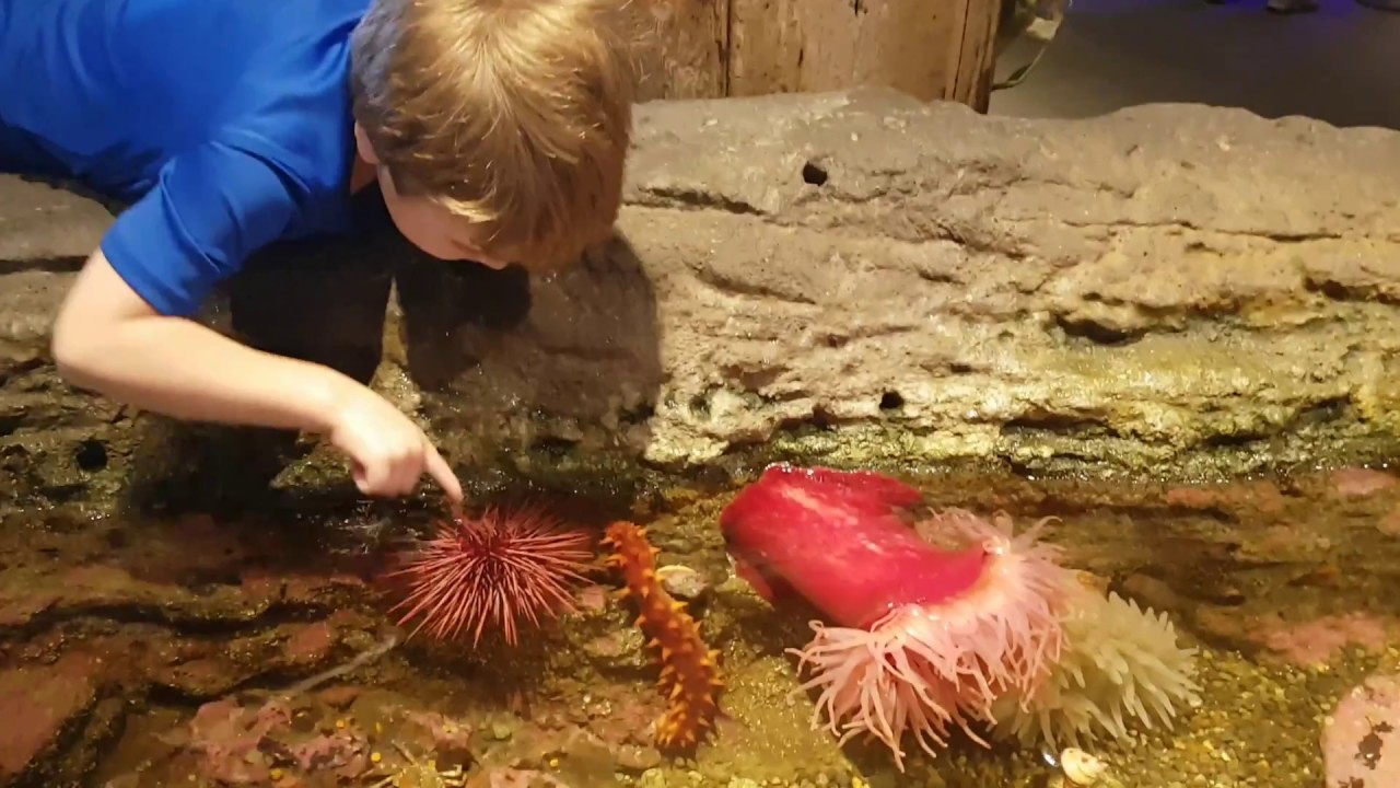 Feeding Time in the Large Touch Tank at The Seattle Aquarium