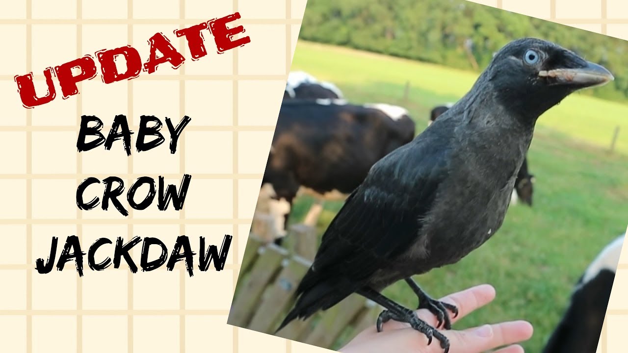 Baby Crow (Jackdaw). UPDATE