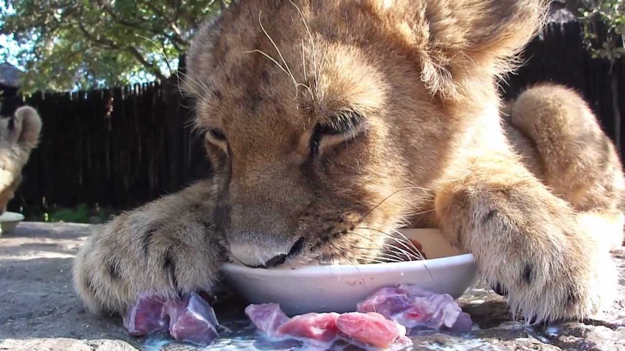 Paza .. the amazing meat sucking lion cub