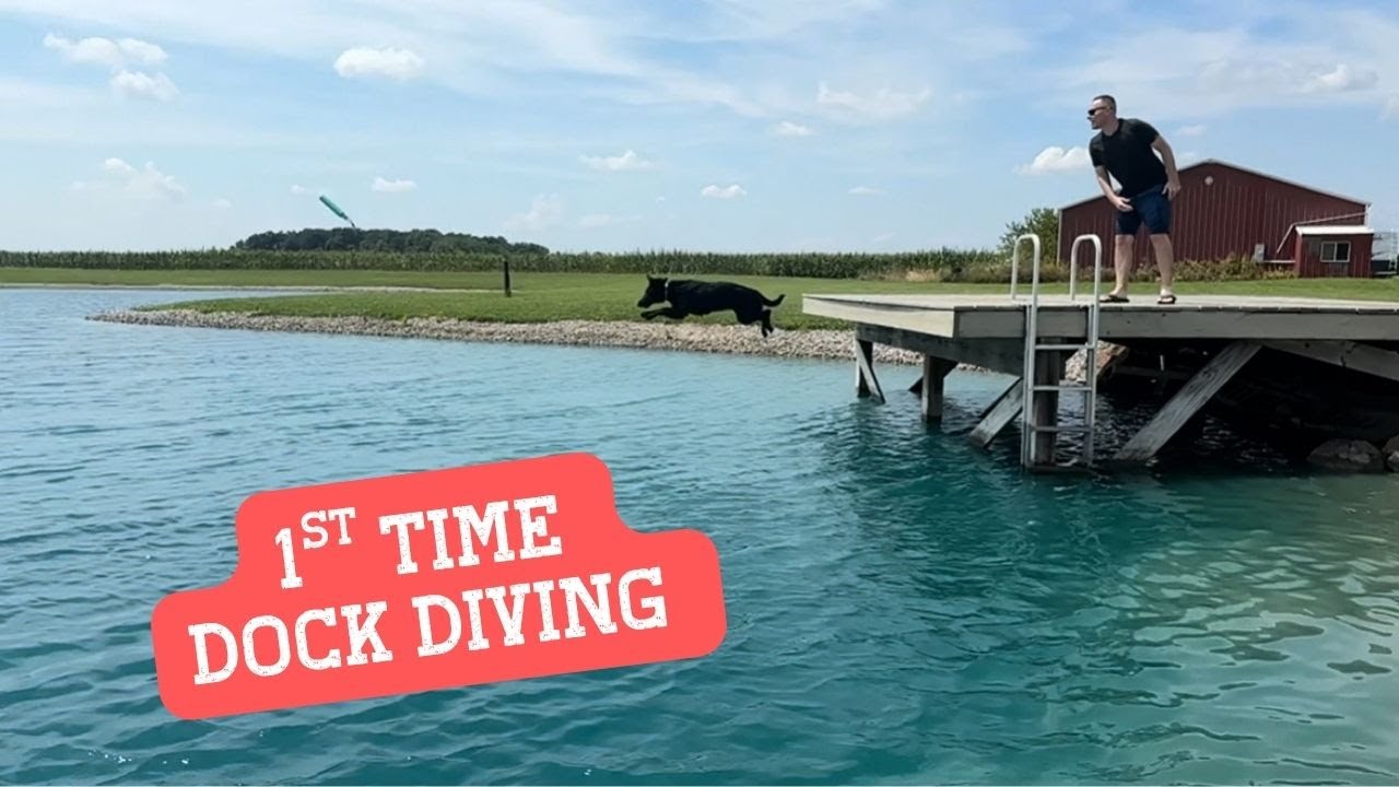 Our First Time Dock Diving with Turbo and Nova
