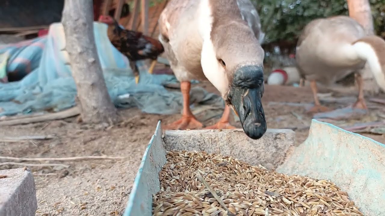 The geese eating food #pets #geese