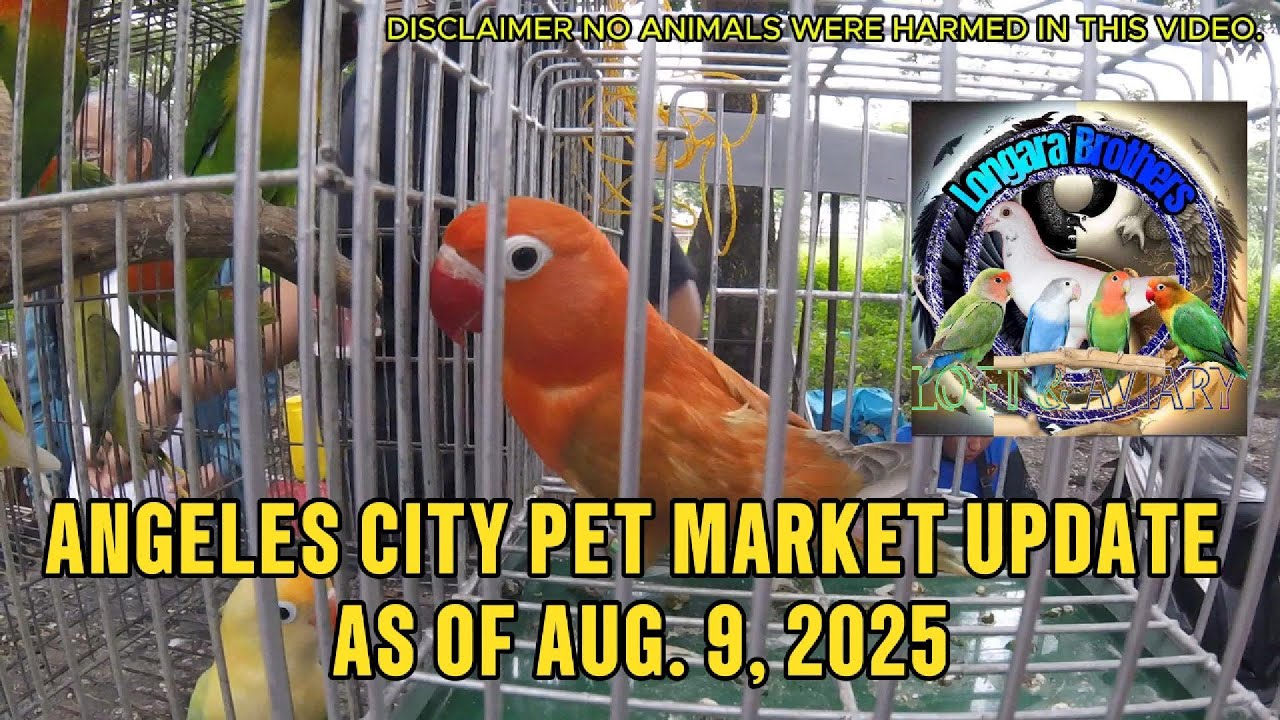 Angeles City Pet Market Update as of Aug. 9, 2025 #subscribe #petmarket #africanlovebirds #pasabuy