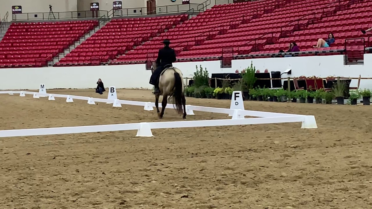 Andalusian World Cup 2019 Advanced (L6) Working Equitation Dressage Cossaco & Jill Barron