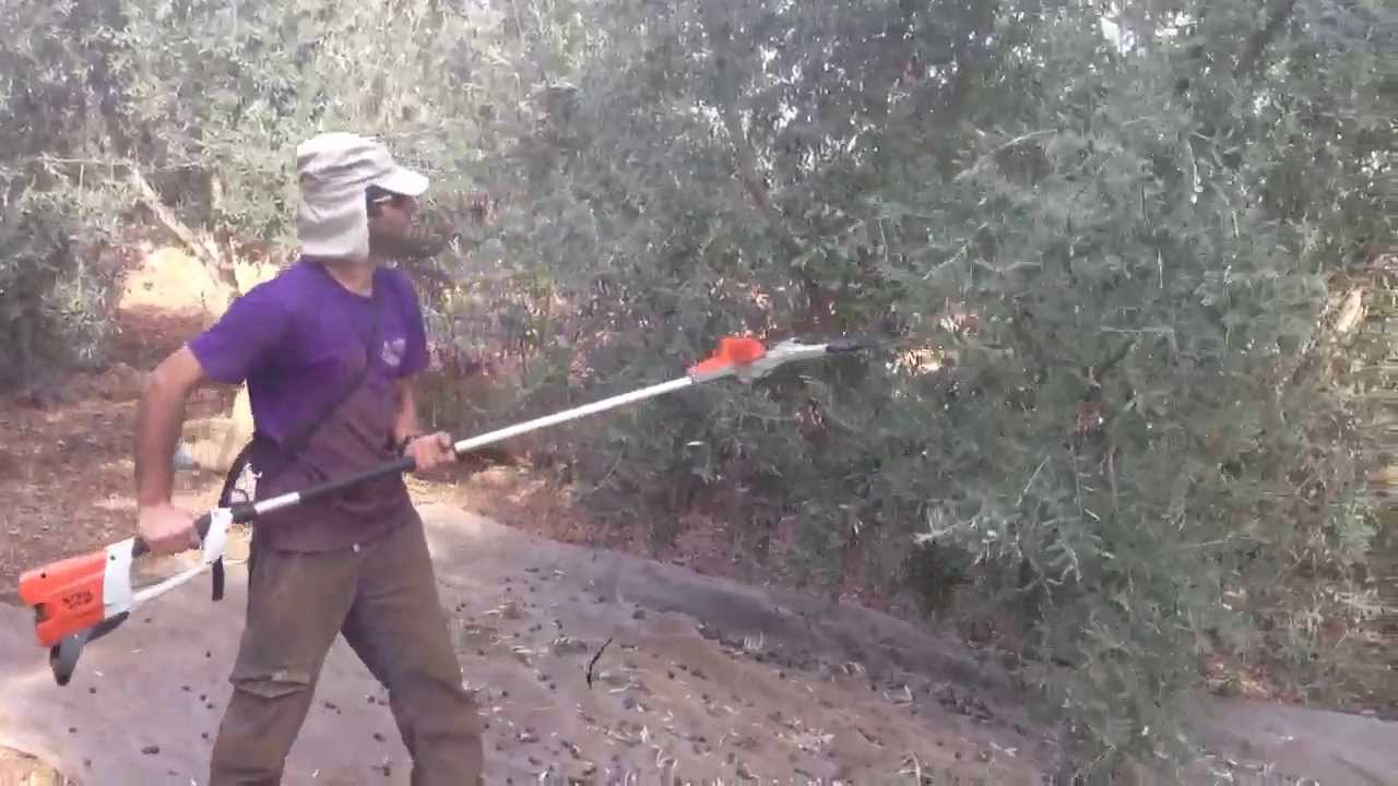 מנערת זיתים נטענת סטיל stihl spa 65 בעבודה ובהדגמה- רמי שטילמן ציוד גינון