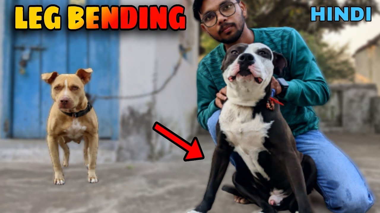 My dog having Leg Bending Problem So I Decide To Cut😭😭 ...|| Dog Leg Bend Problem || Vlogrsh