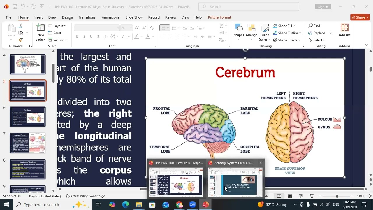 MAJOR PARTS OF BRAIN PART II