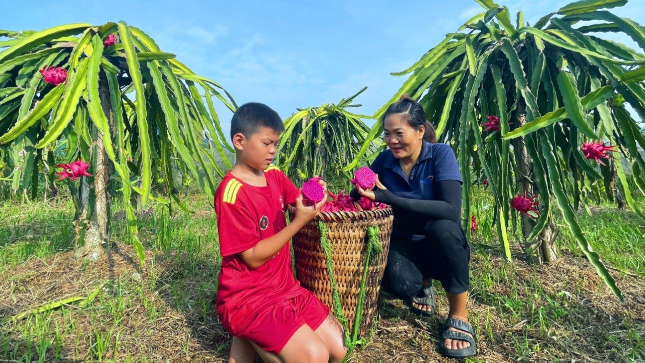 Harvest dragon fruit and bring it to the market to sell, Kong continues to build toilets