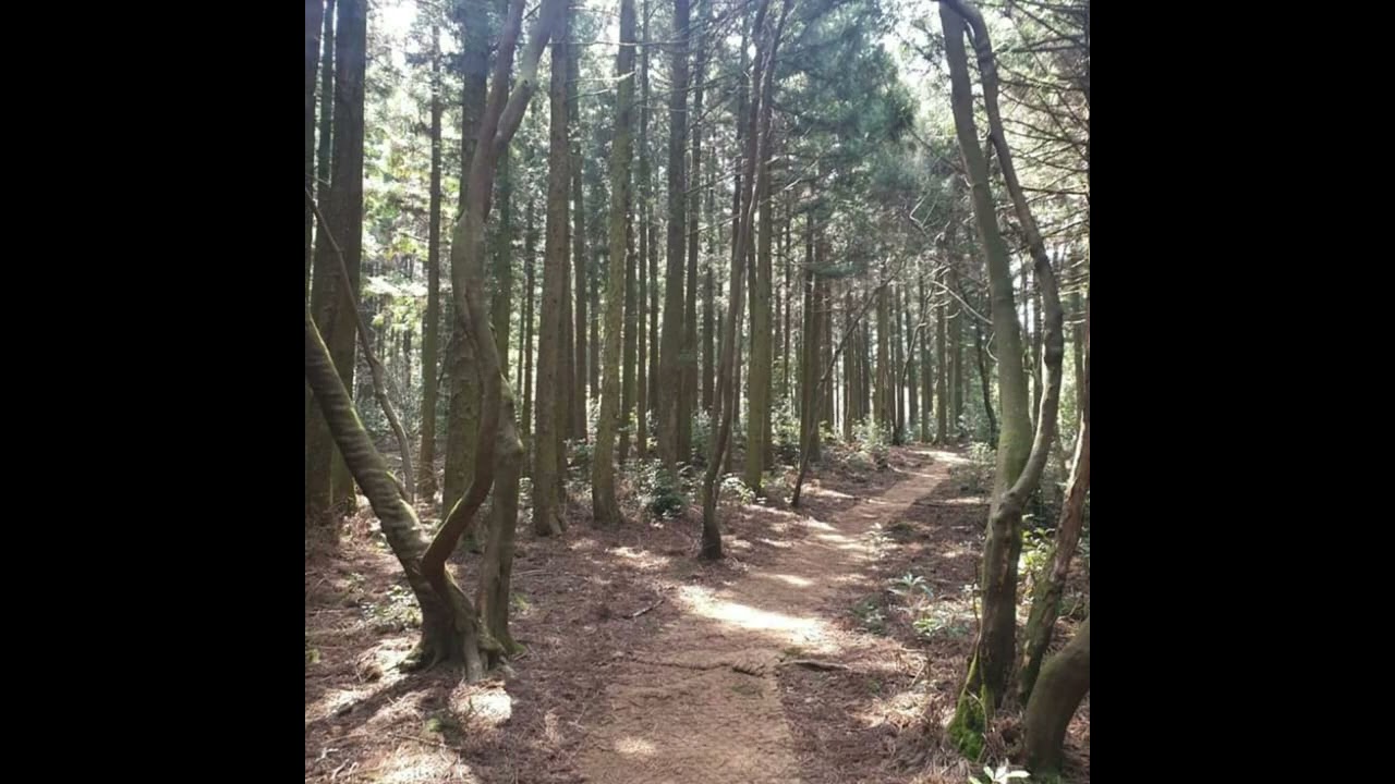 20200319 봄이 오는 길목 제주 사러니숲 오솔길엔 노란 복수초가 피었네요^^