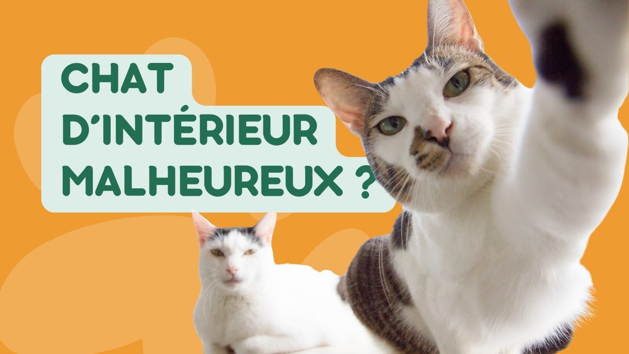 Votre chat d'intérieur est-il malheureux ? La vérité va vous surprendre