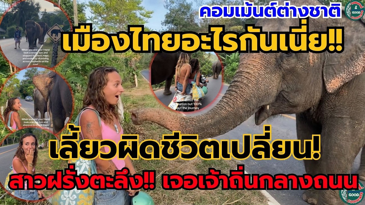 เมืองไทยอะไรกันเนี่ย!! เลี้ยวผิดชีวิตเปลี่ยน สาวฝรั่งตะลึง เจอเจ้าถิ่นกลางถนน #คอมเม้นต่างชาติ