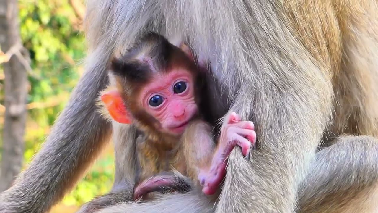 Early Learning in Nature — Mama Guides While Baby Monkey Moves at Her Own Pace 🐒💛.