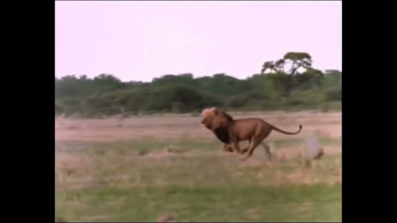 Ntwadumela - Hyena Killer