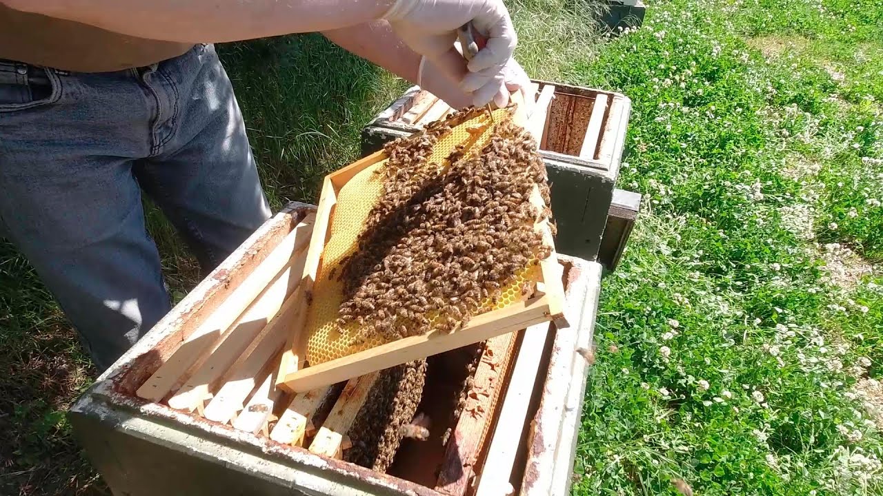 Sådan kan du nemt lave en ekstra bifamilie med og uden dronningecelle.