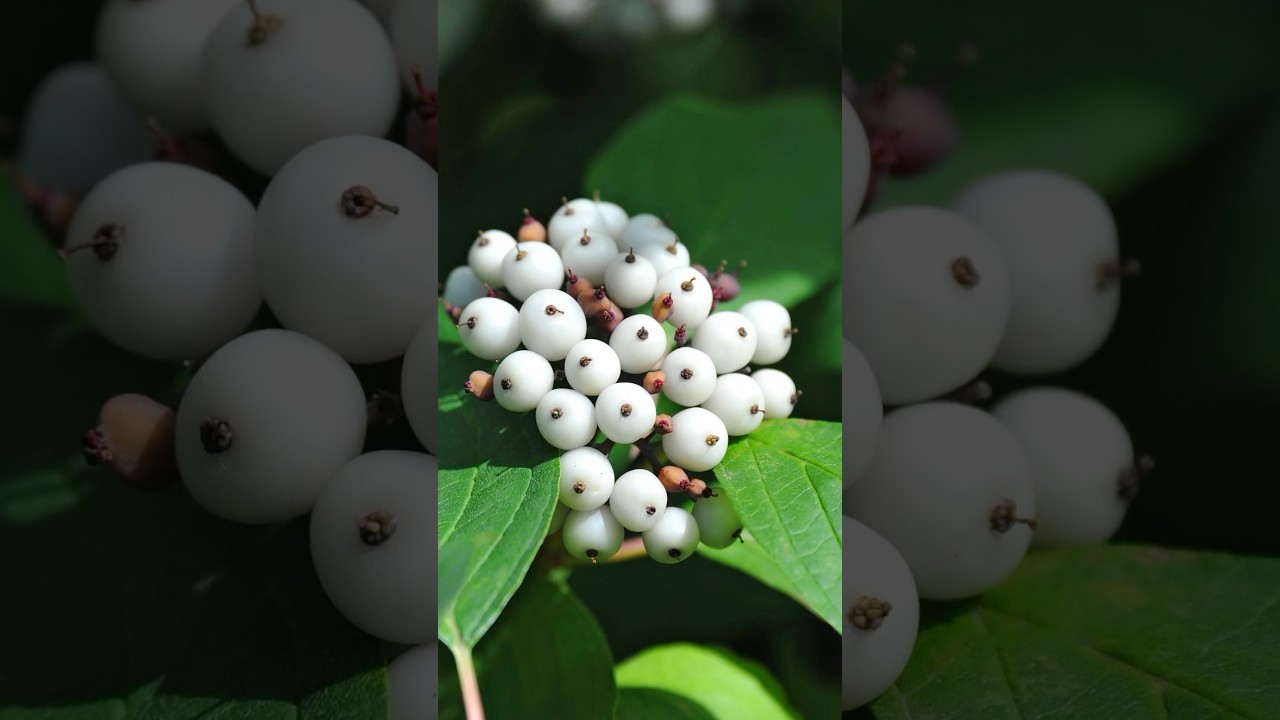 Snowberry Plant Care | Growing & Benefits of Snowberries #shorts #berry #fruitlovers @Plants-World