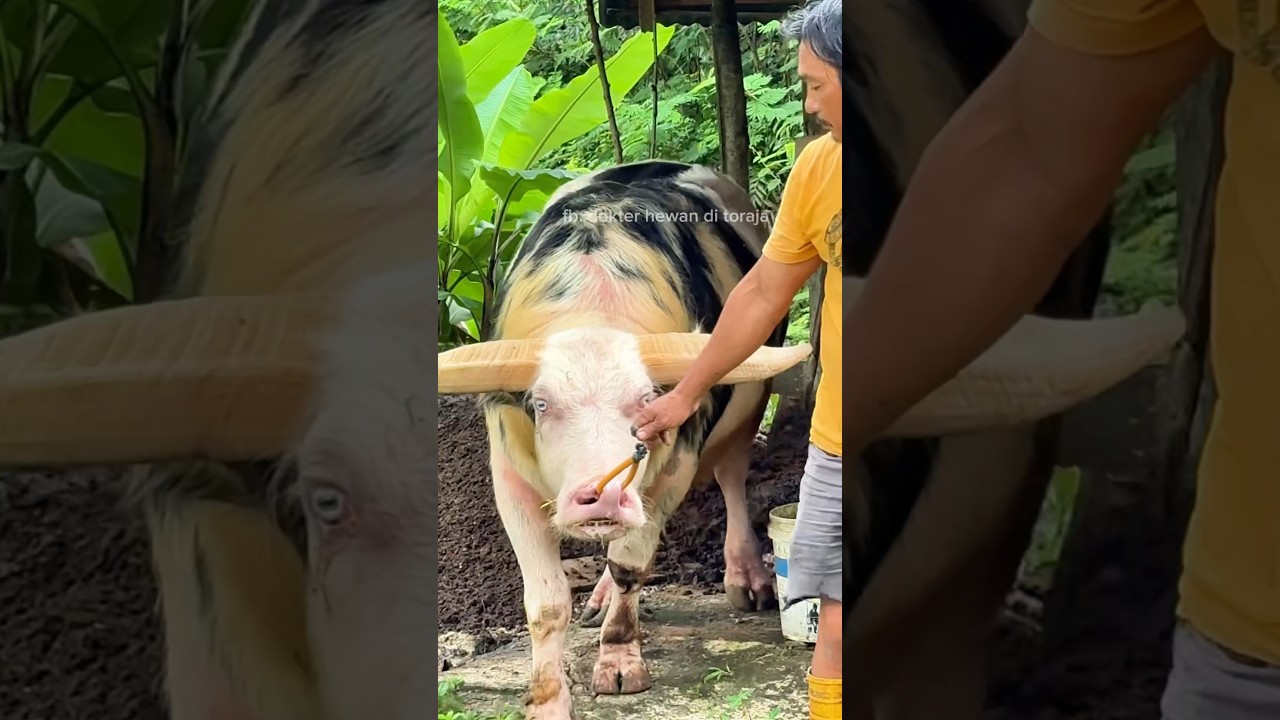 Kerbau saleko kelas #Kerbau #tedong #toraja #vet #buffalo #vietnam #thailand #bonga #saleko #balian