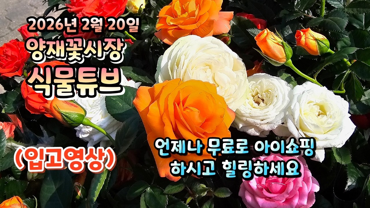 양재꽃시장 식물튜브 26년 2월 20일 입고영상 시청 하시면서힐링타임 되시길 바랍니다~  #양재꽃시장 #식물튜브 #식물아빠 #여광일
