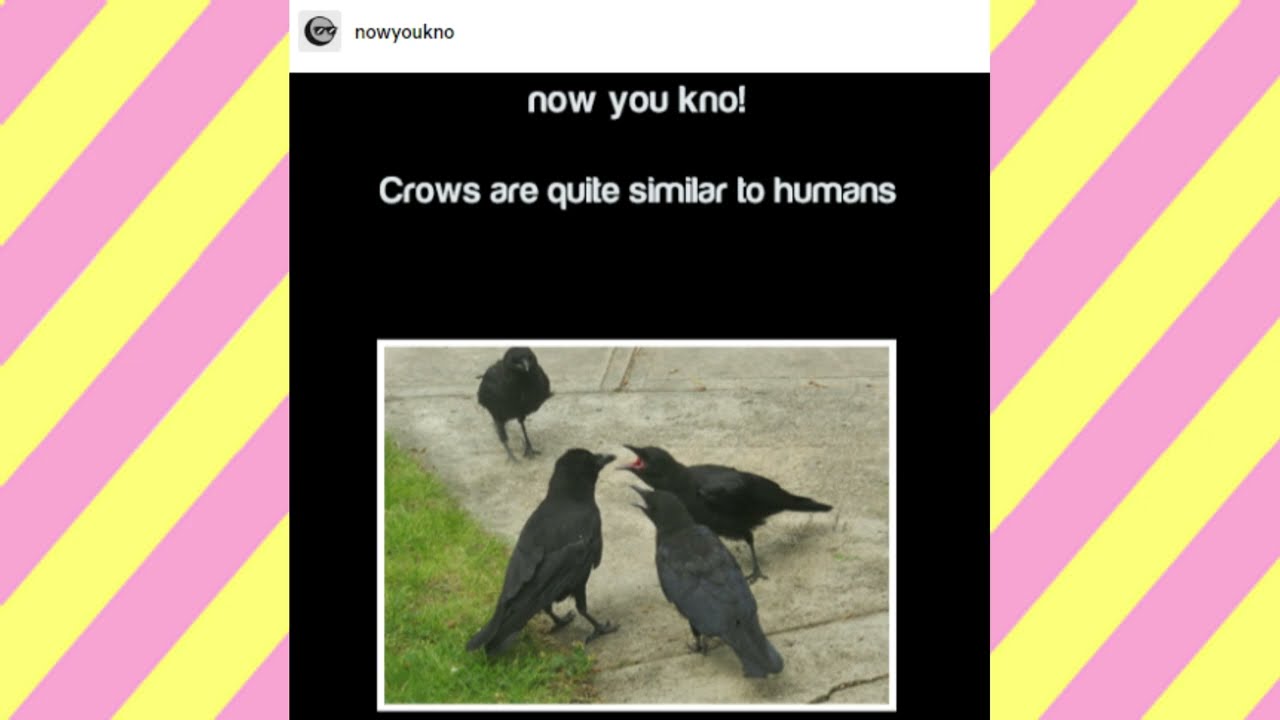 Crow Appreciation