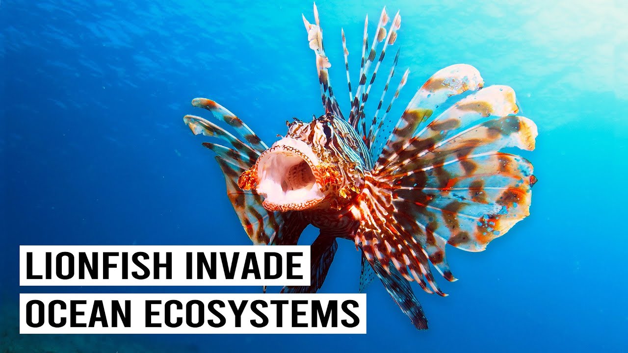 The Fight Against America's Most Hated Fish: Lionfish