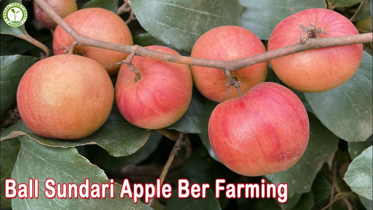 Ball Sundari Apple Ber Successful Farming & Full Information || Contact : 9333227579