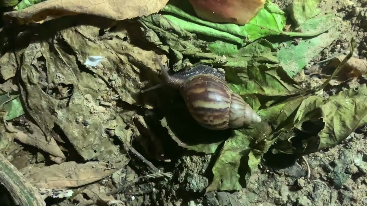 What's Inside a Snail Shell?