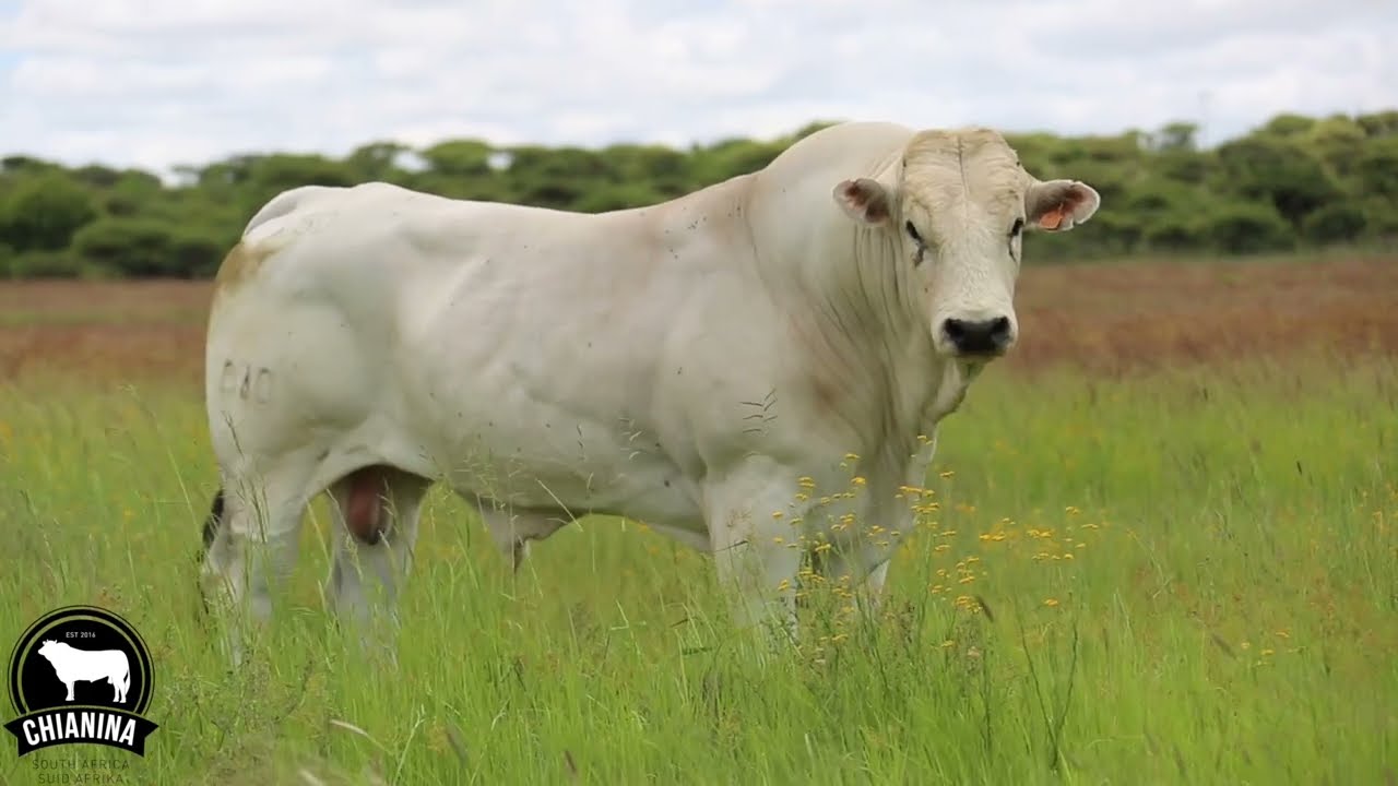 Chianina cattle