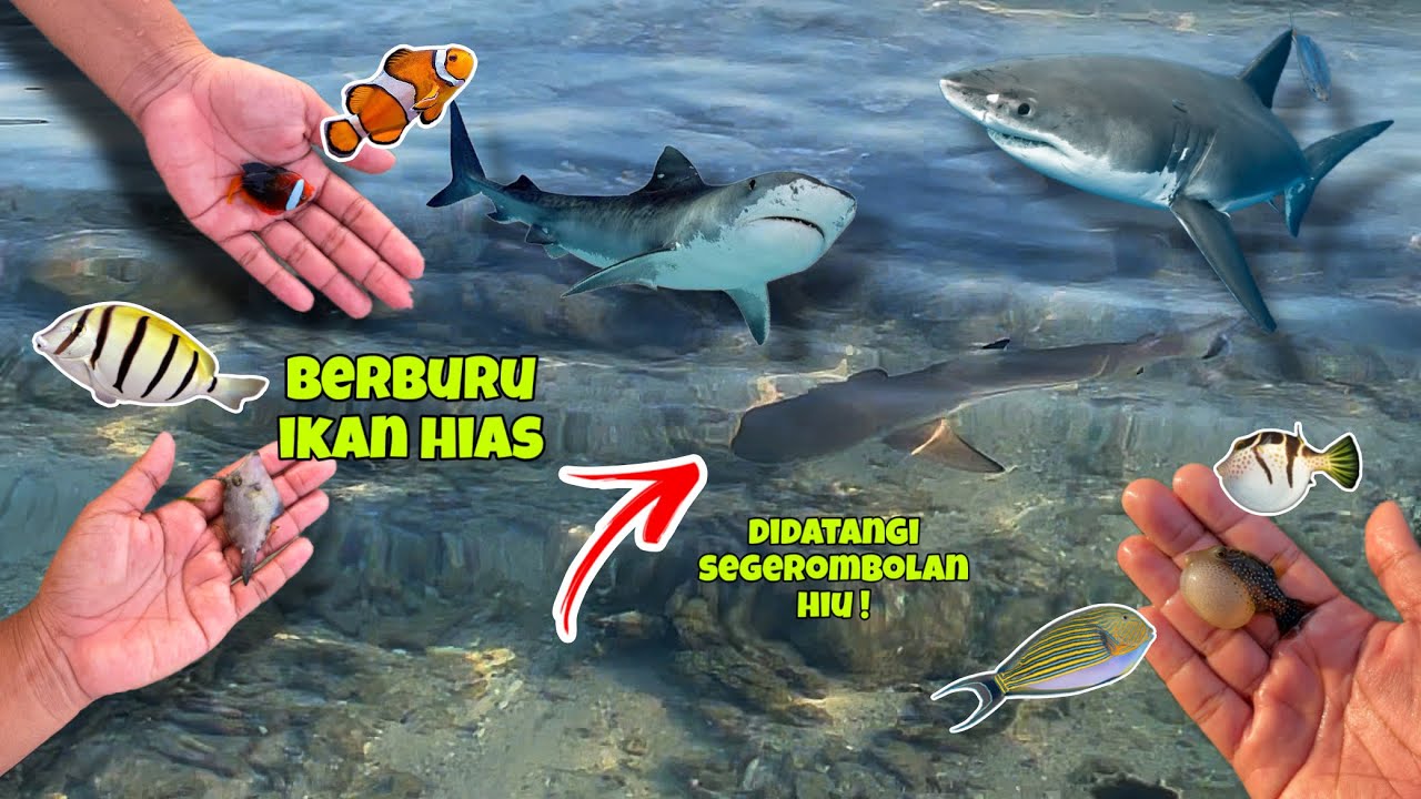 Berburu saat air laut surut bersama gerombolan hiu ❗️