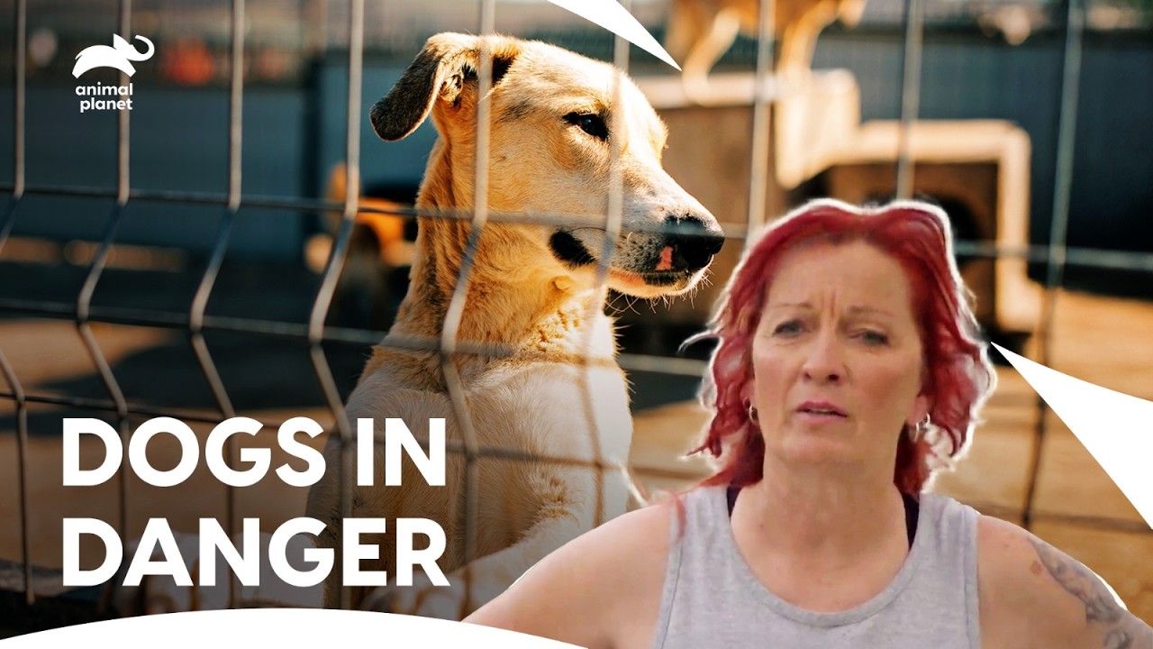 Pitbull Rescue Mission Amid Thunderstorm and Peril | Pit Bulls & Parolees S2 E8 | Animal Planet