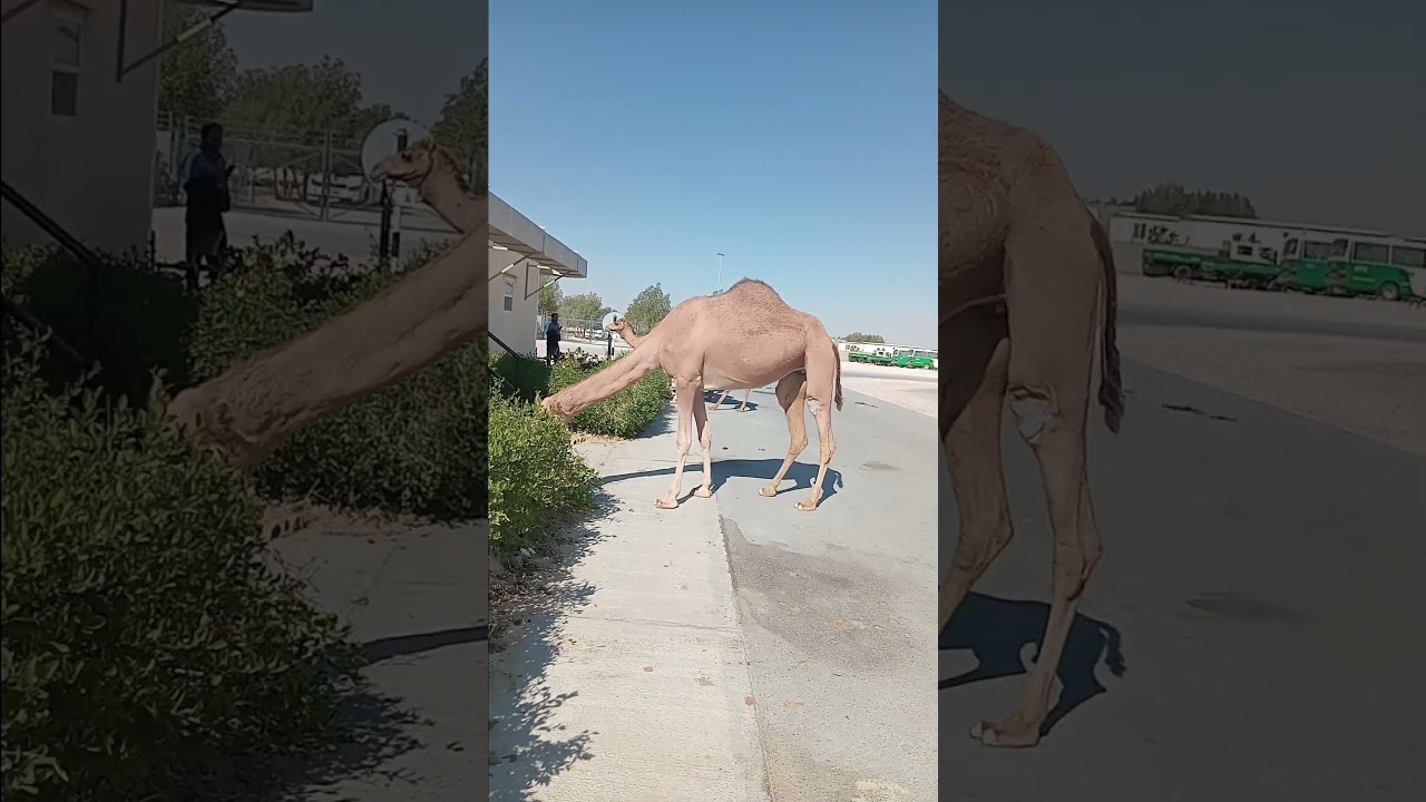 Hungry camels in the des!#shortsvideo