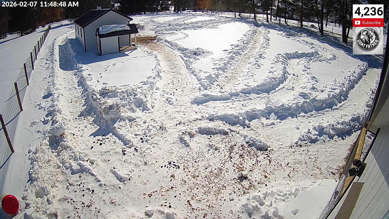 LIVE CAMS - The Goat Farm - sat early morning